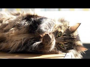 Sunbathing & Bird Watching with Roy and Moss| Norwegian Forest Cats