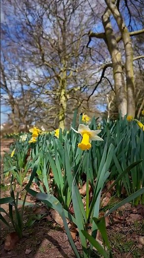 Nature’s Ballet: Daffodils Dancing in the Breeze | National Trust | Sutton Hoo