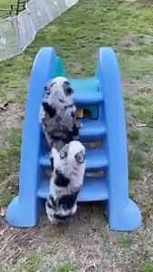 6.4M views · 294K reactions | A little something to help get you through the week❤️ Ice Blue Aussies | Best of Aussies Doing Things | Facebook