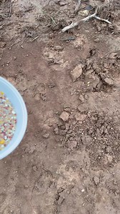 Trapped, banded, and ready to fly into dove season! Opening day hits Monday-drop a comment if you’ll be in the field with us or tag your hunting buddy who never misses a sunrise! 🕊️ ☀️ #mourningdove #dovehunting #tpwd #lifesbetteroutside #migratorybirds #texas #texaswildlife | Texas Panhandle Wildlife - Texas Parks and Wildlife