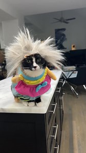 903K views · 30K reactions | I told Ellie we were going to do a Barbie photo shoot! But I didn’t mention which Barbie…. 藍藍 #weirdbarbie #Barbie #princessEllie #whatthehell #wth #spicymeatball #katemckinnon #badgerdot | Ellie | Facebook