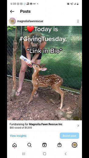 ❤️ Thank you to the kind people who donate, your generosity is helping Magnolia Fawn Rescue save orphaned and injured fawn. ❤️ Our goal is $5,000. to help install power and water to the Deer Barn. So we can prepair bottles and give medical care in the barn. paypal.me/magnoliafawnrescue Venmo @magnoliafawnrescue #fawn #deer #whitetail #fyp #foryou