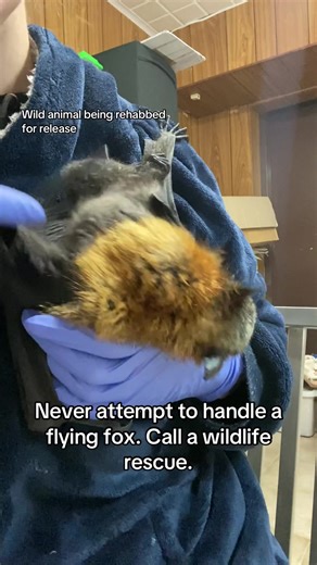 Rescue and Care for Injured Grey Headed Flying Foxes
