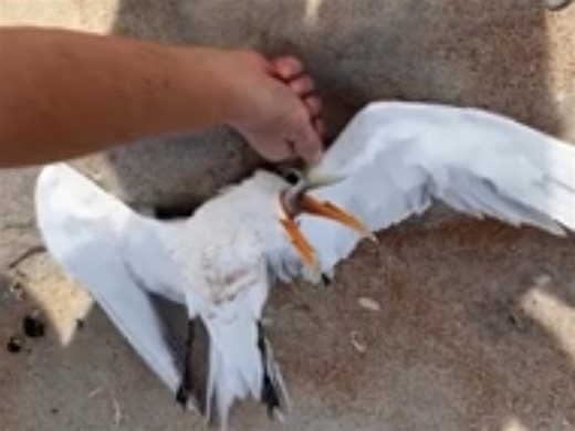 Seagull chokes on fish: Walkers save her life