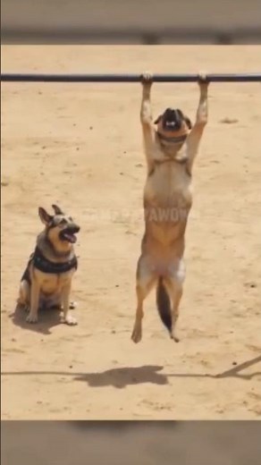 How Police Sniffer Dogs Catch Criminals: Secrets of K9 Training Revealed!