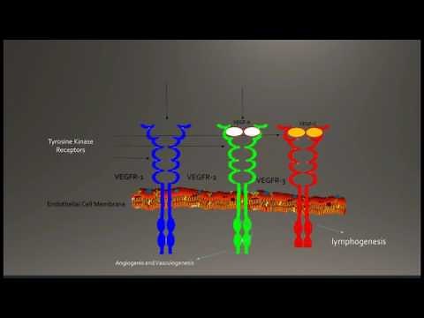 Vascular Endothelial Growth Factor-A (VEGF-A)