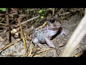 Frogging in Perth, Western Australia! The Moaning Frog, the Western Banjo Frog & the Motorbike Frog!