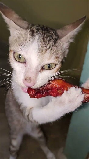 “Wait For The Meow 😳 Cat Attacks Chicken 🍗🐱”