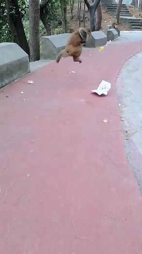 Crazy monkey 🤣🤣 #funnymonkey #Monkeyreels #viralmonkey #monkey | Crazy Monkeys Videos