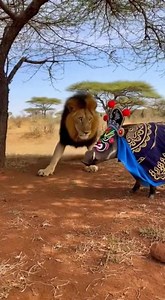 27K views · 1.4K reactions | CulturalExport #SichuanOperaFaceChangingStunsAfrica #shortsreels #WildlifeZeroDistance #shortvideo #animalworld #trending | wildlife park | Facebook