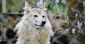 Himalayan wolf should be categorised as a distinct species, recommends study
