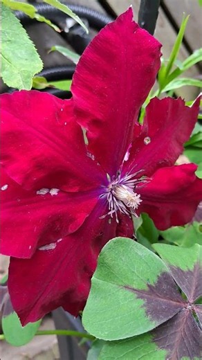 This clematis flower is absolutely intricate #garden #flowers #nature