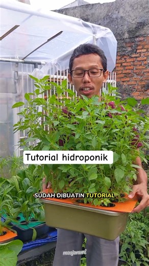 Beginner hydroponic tutorial #janurinurhidayat #gardening