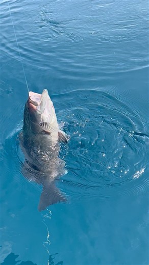 1.1K views · 13 reactions | ❌Big Grouper Grouper to a SHARK 麗 #fishing #grouper #saltwaterfishing #deepseafishing #cootslures #sharkfishing #shark #fishon | Coots Lures | Facebook