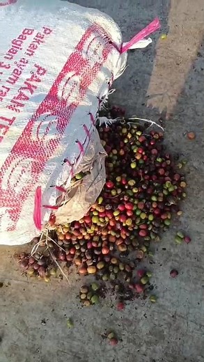 Coffee Indonesia - Java - parchment coffee - Cakglo Ltd