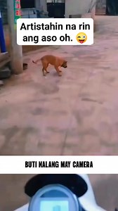 Ang cute na aso. Ctto📷 #mactour #TEAMPANSIT | Mactour