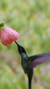 Magnificent Hummingbird Drinking Flowers Nectar Wincent juspU #bird #nature #wildlife | HAWI Studios