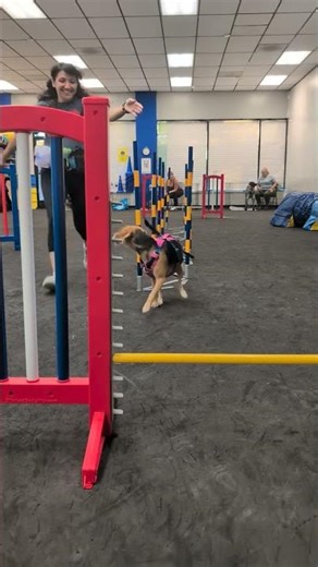 Pre-Agility Class — Build Skills & Have Fun!