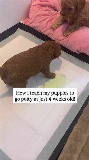 Grace’s Puppies | Cavapoo Breeder on Instagram: "I was SO excited 🥹 Potty training is all about timing, understanding how puppies work and then setting them up for success! #cavapoos #pottytraining #cavapoopuppies #proffesionalbreeder #cavapoobreeder #cavapooworld #dogsofinstagram"