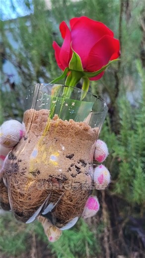 🌹Amazing Technique to Multiply Roses 🌹#plants #gardening