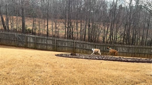 Bruno is officially with his foster family! He needs to gain a few pounds and then will be neutered….and will be ready for his forever family. Resident dog, Oliver, is happy to show him the ropes of playing, “catch me if you can”. #adoptdontshop #gooddog #rescued #fawnboxer #bruno | Blue Ridge Boxer Rescue
