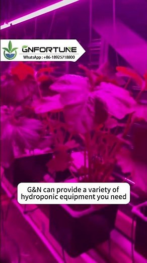 How to Grow Cucumbers Indoors?