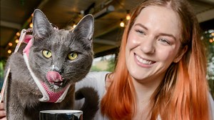 Cute kittens ready to be adopted
