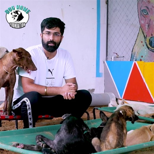 8.8K views · 1.2K reactions | We have more than 500 dogs in our care at any given time, many of whom have been abandoned, are paralyzed, or are suffering from cancer. We provide all of our services for free, including medical care, shelter, and food, ensuring that these furry friends receive the care and attention they need and deserve. Please donate to support us. Donate; https://bit.ly/3r7iiWl-save-dogs | Dog Home Foundation | Facebook