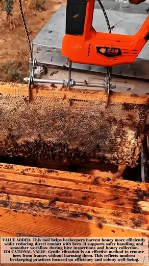 Smart Vibrating Tool Makes Honey Harvesting Faster and Safer! #shorts
