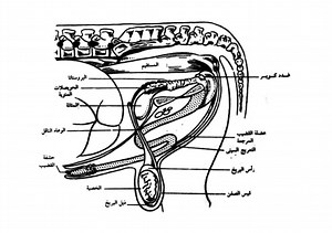Medical Physiology Atlas