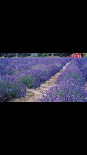 English Folk song from 17th century #cottonwoodsingstoheal | Connie Branum