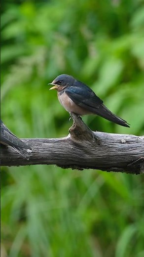 Barn Swallows Feeding Their Young 🐦 #birds #natureshorts #birdbehaviour #birdwatching