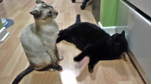 32 reactions | Some of the best clips from N2 the Talking Cat Season 2 | N2 Cat Crew | Facebook