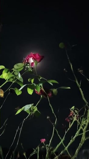 Movie: Do Raaste (1969)