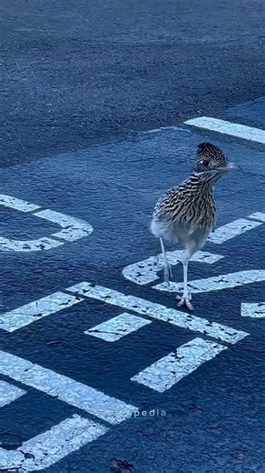 Geny Pedia | Sci & History on Instagram: "Bachpan ka cartoon yaad hai? 🏜️ Roadrunner vs Coyote ki race ab real life mein dekho! 💨 ​Ye bird sirf fast nahi, super smart bhi hai. 40-50 km/h ki speed aur aise cuts maarta hai ki predator confuse ho jaye! 😂 Aur haan, ye sirf bhagta nahi hai, zehreelay saamp (snakes) ko toh ye nashte mein khata hai. 🐍🔥 ​Call to Action: Kisko lagta tha ki cartoon jhoot bolte hain? Comments mein batao! 👇 ​#Roadrunner #ChildhoodMemories #NatureIsWild #Hinglish #Real