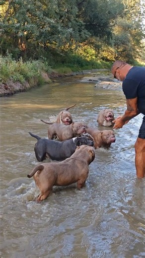 a new day with a part of my boys american bully pocket standard and extreme bloodline bigdogs R.Abkc