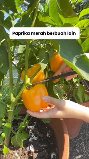 Tak apalah yang penting sama-sama paprika 😅 #bellpeppers #yellowbellpepper #mygarden #harvesttime #harvest #harvesting #gardening #gardeninglife #gardeningmakemehappy #berkebundirumah #berkebundilahansempit #reelsfacebook #reelsindonesia #fbprofesional #fbpro | Diana Melia Manuhutu