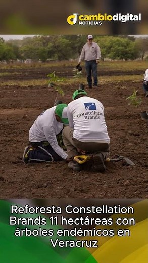 🌳 Reforesta Constellation Brands 11 hectáreas con árboles endémicos en Veracruz 🌿✨