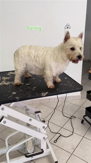 Scholli‘s Fellfabrik on TikTok