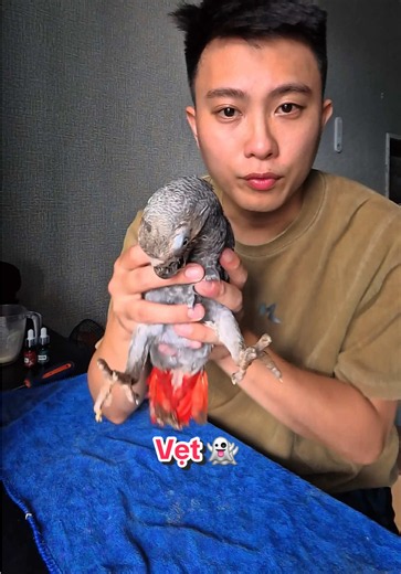 Vẹt 👻 nè 😭😭😭 #vẹt #parrot #Chữabệnhvẹt | Parrots