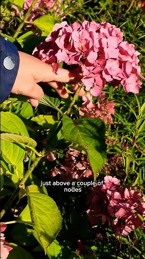 How to Care for Hydrangeas Over Winter ❄️