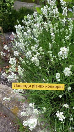 Лаванда по 95 грн 🪻 #квітидлясаду #квіти #садівництво #теплиця #рослини