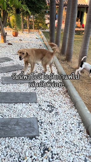 #CapCut #dogs #viral #pet #dogsoftiktok