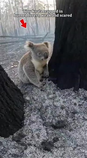 Saved This Tiny Koala From Burned Forest… He’s Back Home ❤️