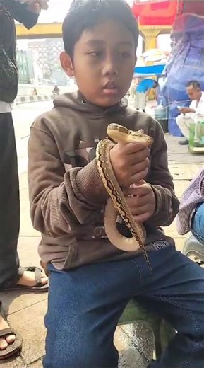 ular sanca batik ( reticulatus python