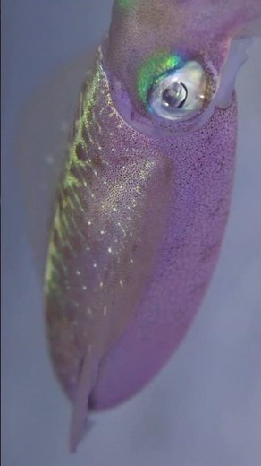 Check out the chromatophores that change the squid’s color! #ocean #animals #sciencefacts