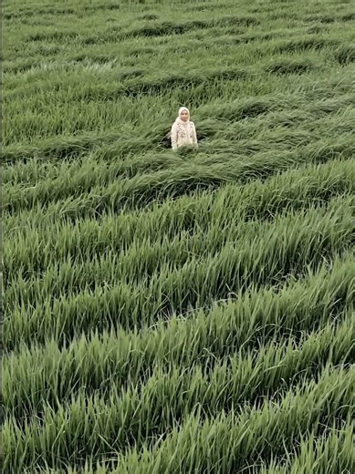 image by Gemini video by Flow merging by capcut use this attached photo to create an atmospheric, cinematic editorial portrait of a subject standing alone in a vast, windswept field of green grass. Tall grass completely surrounds her, flowing in strong currents like ocean waves, partially obscuring her body and creating a sense of movement, depth, and solitude. #She is wearing a light-colored (possibly ivory or cream) embroidered blouse with exquisite detail. The blouse features an intricate flo