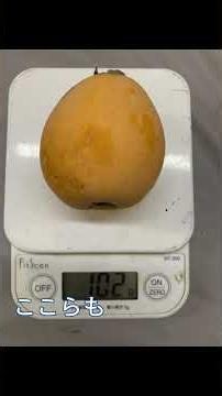 枇杷の収穫 #なんちゃってヨットマン #なんちゃって農業 #長崎 #びわ #なつたより #茂木枇杷