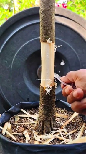 A technique for propagating plants, utilizing stems before cutting them. #airlayeringtechnique