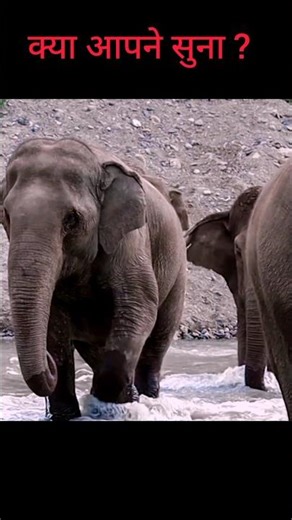 Elephant memory #factzillaindia #facts #fact#dhort#rrels